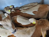 सांड, Simmental cattle — फ़ोटो 1