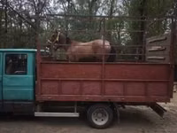 母马, Horses — 照片 4