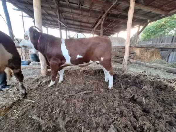 ثور, Simmental cattle