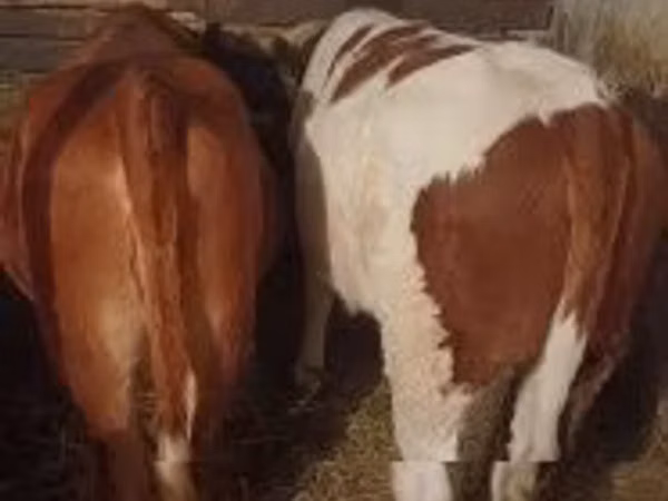 母牛, Limousin cow