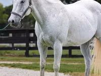 Hengst, National Show Horse — Foto 3