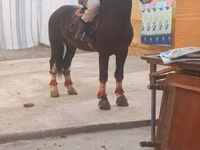 公马, Russian warmblood — 照片 2