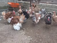 Turkeys — 照片 1