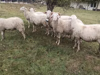 Widder, Assaf sheep — Foto 1