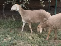 भेड़, Arashan sheep — फ़ोटो 1