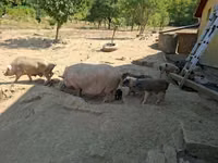 Porcs (lot, sexe non indiqué) — photo 1