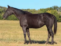 Yegua, Quarter Horse — foto 1