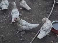 Ducks — الصورة 3