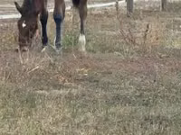 Caballo, Lipizzaner — foto 5
