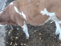 Bull, Montbéliarde — photo 1