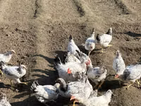 Chickens — photo 1