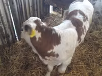 मवेशी (लॉट, लिंग निर्दिष्ट नहीं), Simmental cattle — फ़ोटो 6