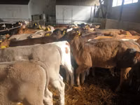 牛只（批次，未指定性别）, Simmental cattle — 照片 2