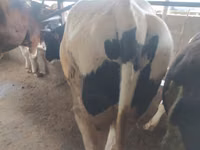 Bulle, Holstein-Rasse — Foto 5