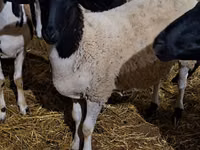 كبش, Dorper sheep — الصورة 1