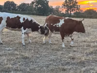 Cow, Cast cow — photo 1