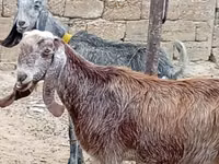 Chèvre, Damask goat — photo 2