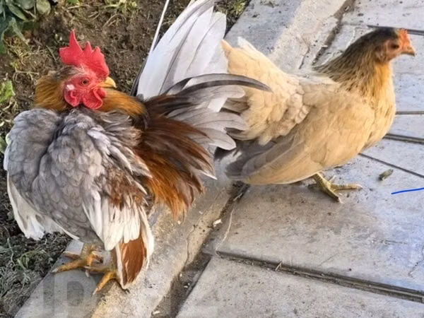 سيراما
