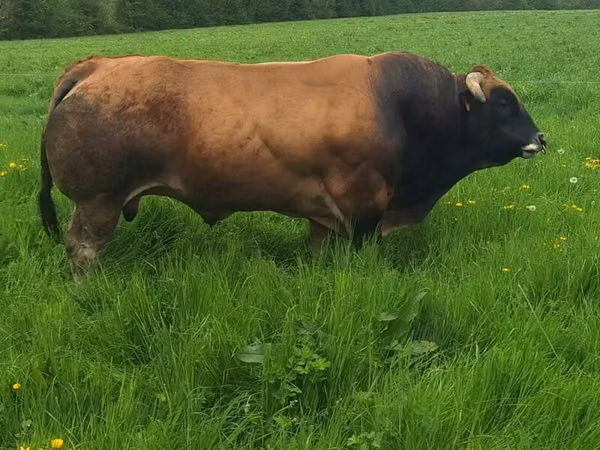 公牛, Partenaise cattle