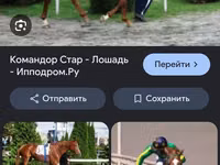 公马, Thoroughbred horse — 照片 5