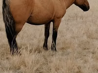Hengst, Mugalzhar horse — Foto 2