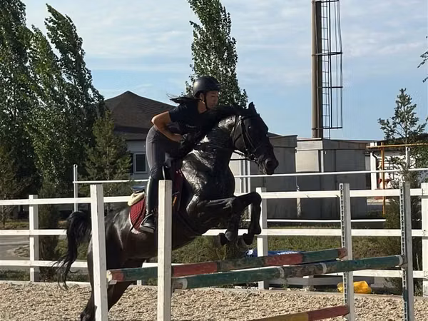 Mare, Friesian sport horse