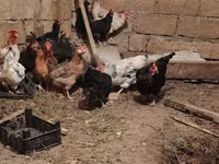 Chickens — photo 3
