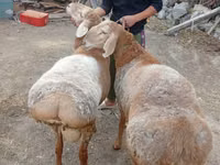 Bélier, Arashan sheep — photo 3