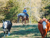 Horse (M), Quarter Horse — photo 8