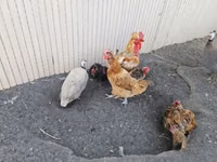 डेनिश हेन — फ़ोटो 2