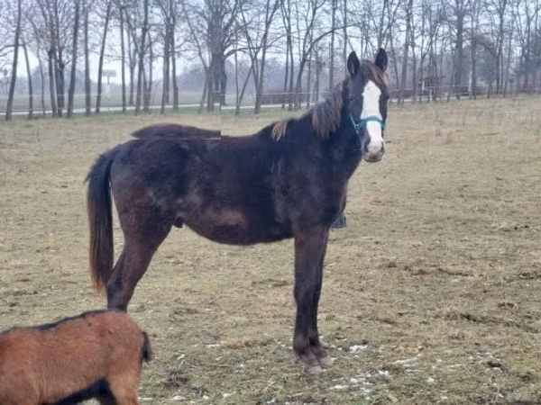 公马, Hungarian horse breed