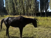 Hengst, Russian warmblood — Foto 5