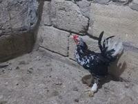 Japanese Bantam — photo 2