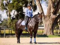 Mare, Percheron — photo 7
