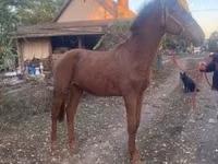 Horse (M), Nonius horse — photo 3