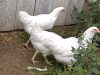 Australorp — photo 2