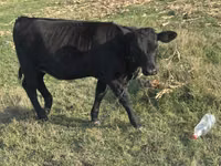 Vache, Race de vache — photo 2