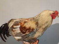 Chickens — फ़ोटो 4