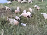 भेड़, Balbas sheep — फ़ोटो 6