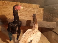 Chickens — फ़ोटो 1