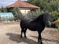 公马, Welsh Cob — 照片 1