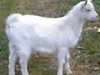 Ziegenbock, Saanen goat — Foto 1