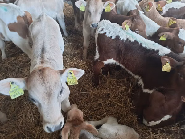 公牛, Limousin cow