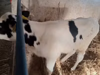 Bulle, Russian Black pied cattle — Foto 4