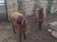 Widder, Blackheaded Persian sheep — Foto 2