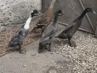 इंडियन रनर — फ़ोटो 4