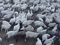 母羊, Hampshire sheep — 照片 2