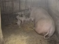 Cerda — foto 1