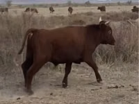 Toro, Vaca kazaja de cabeza blanca — foto 2