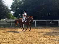 حصان, Oldenburg horse — الصورة 4